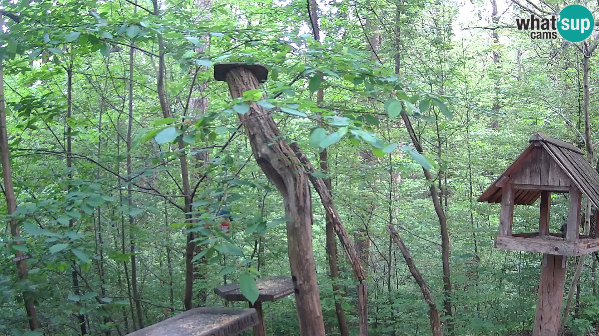 Mangeoires pour oiseaux au ZOO live webcam Ljubljana