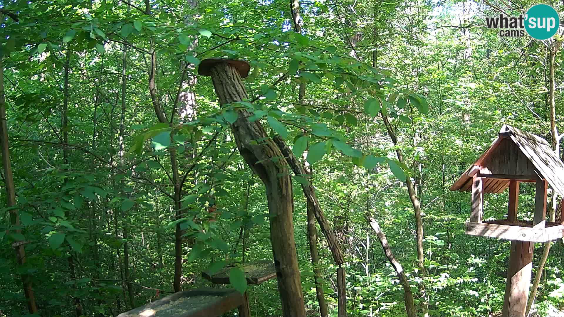Mangeoires pour oiseaux au ZOO live webcam Ljubljana
