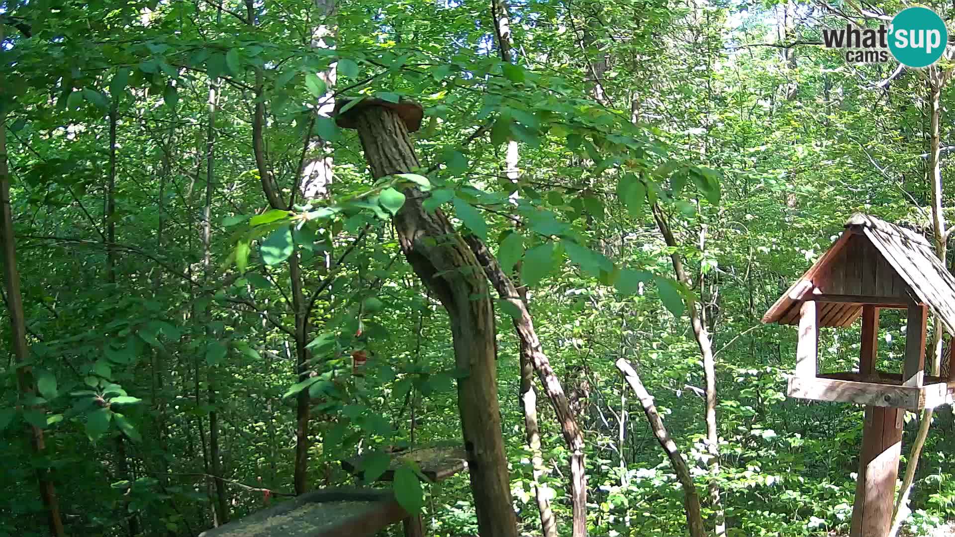 Bird feeders at ZOO Ljubljana webcam