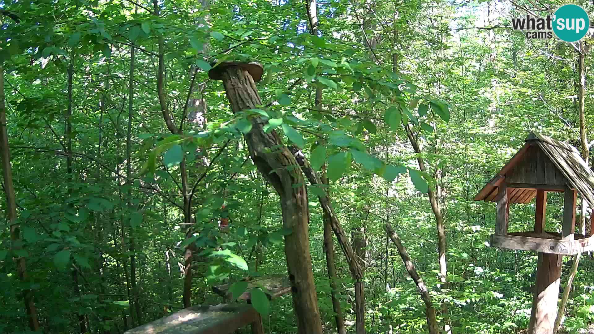 Bird feeders at ZOO Ljubljana webcam