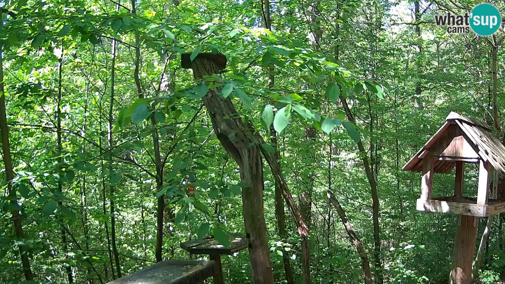 Vogelfutterhäuschen im ZOO webcam Ljubljana