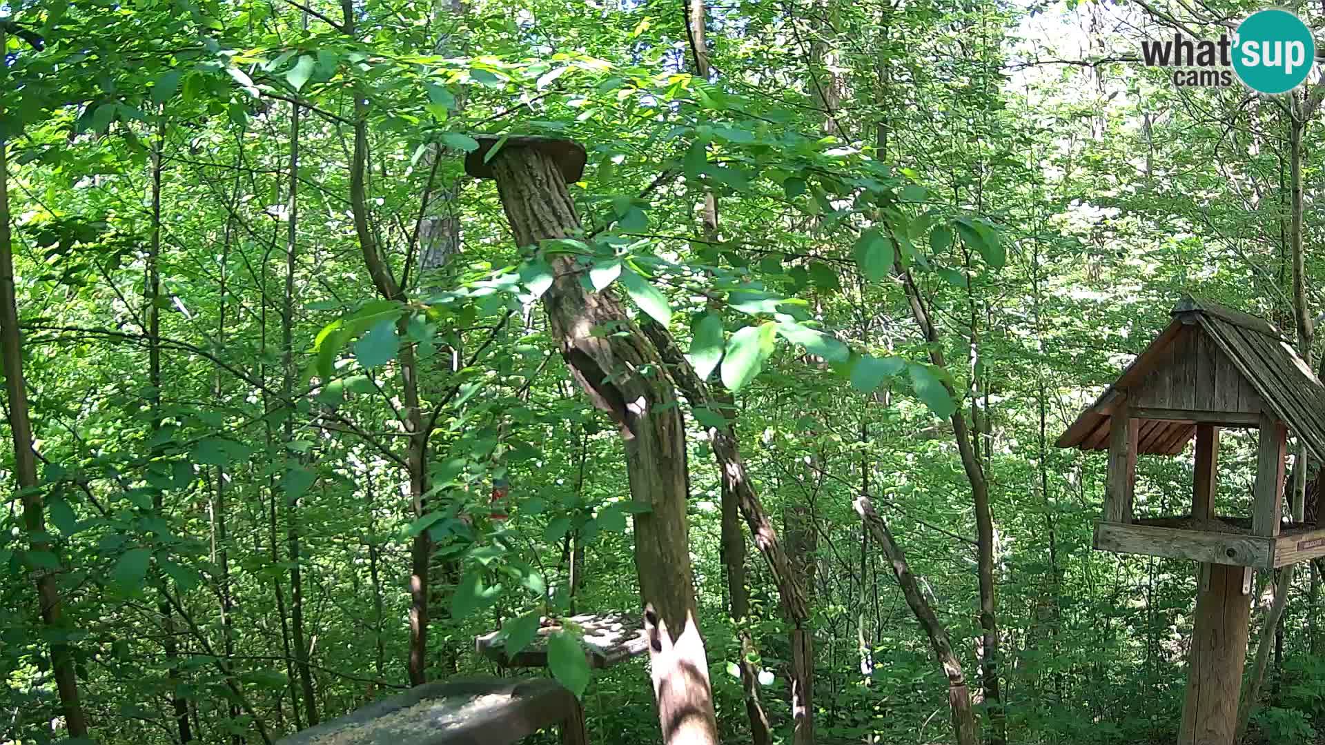 Mangeoires pour oiseaux au ZOO live webcam Ljubljana