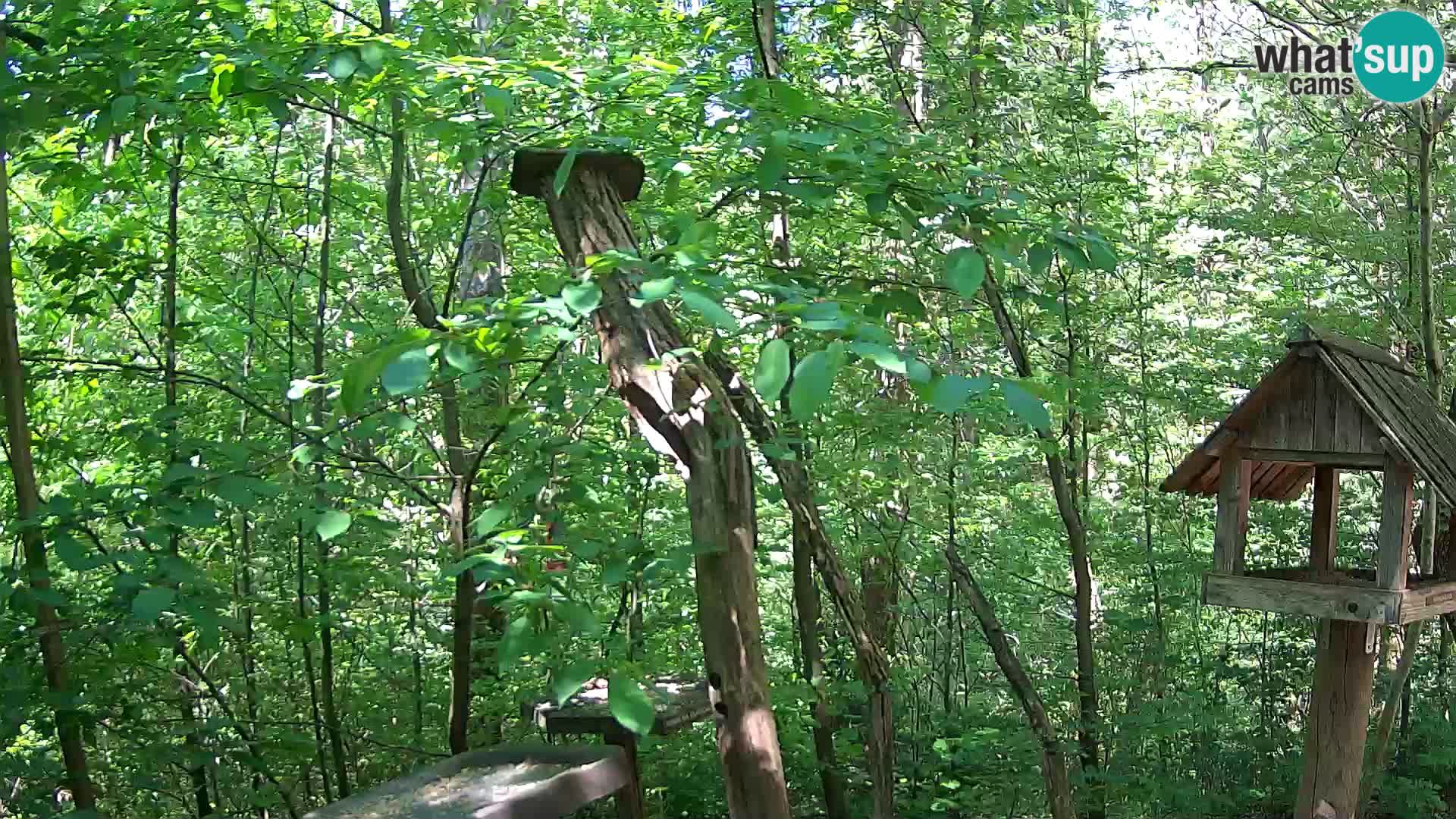 Vogelfutterhäuschen im ZOO webcam Ljubljana