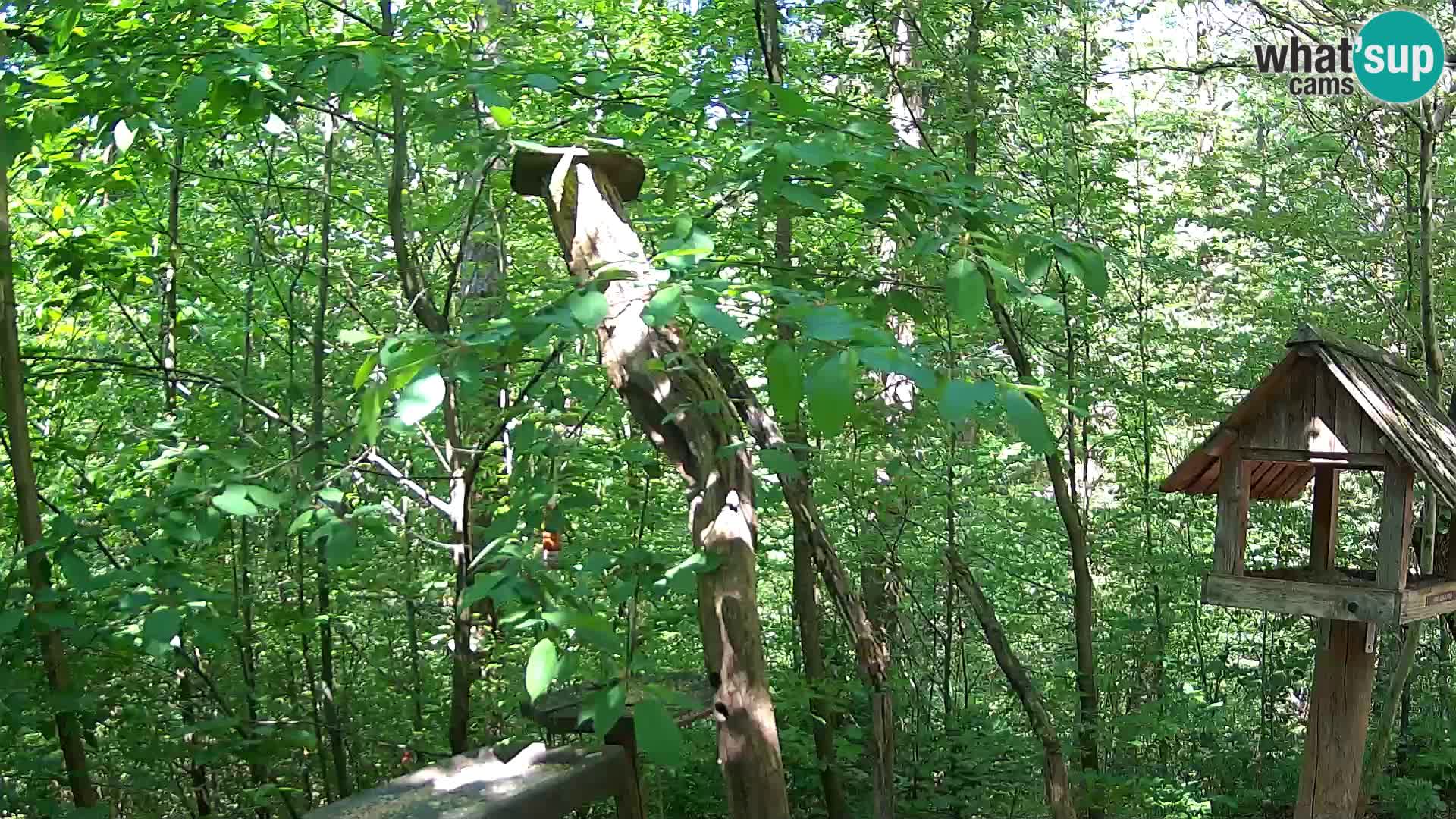 Comederos para pájaros en ZOO Ljubljana camera en vivo