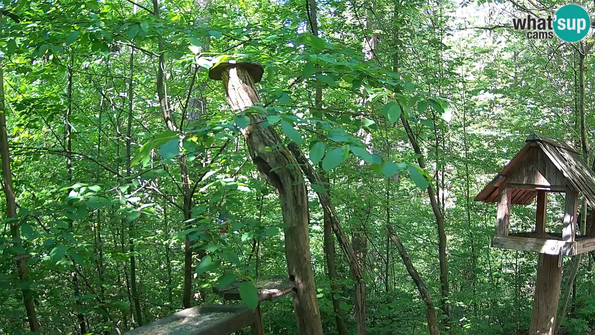 Mangeoires pour oiseaux au ZOO live webcam Ljubljana