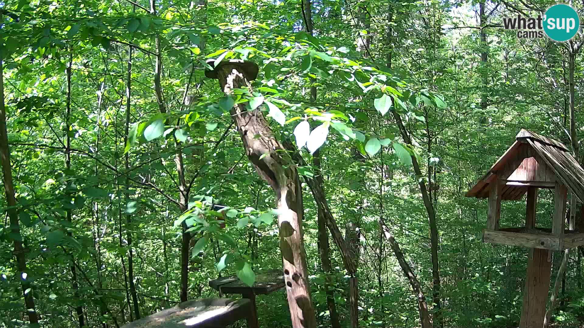 Bird feeders at ZOO Ljubljana webcam