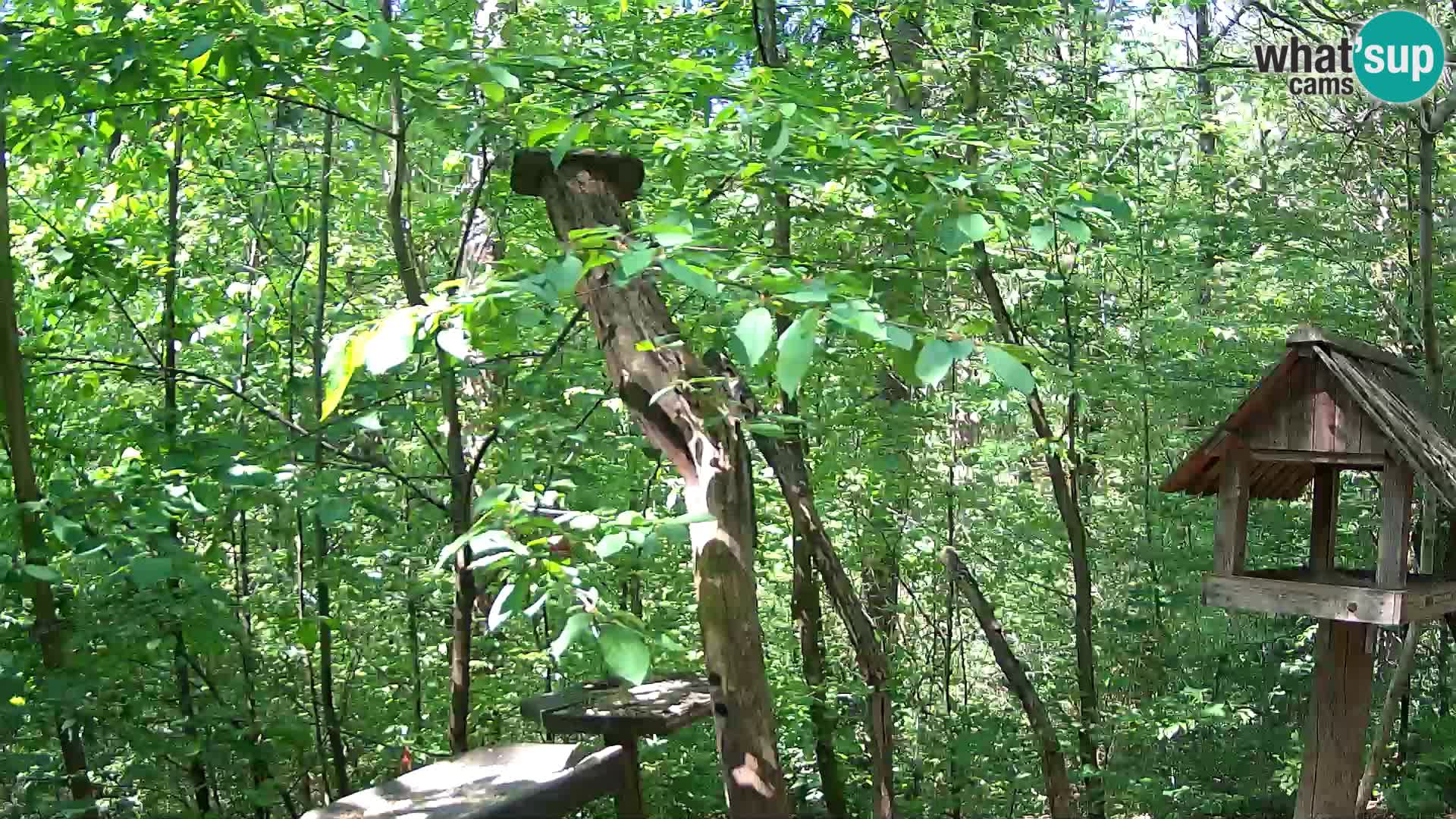 Vogelfutterhäuschen im ZOO webcam Ljubljana