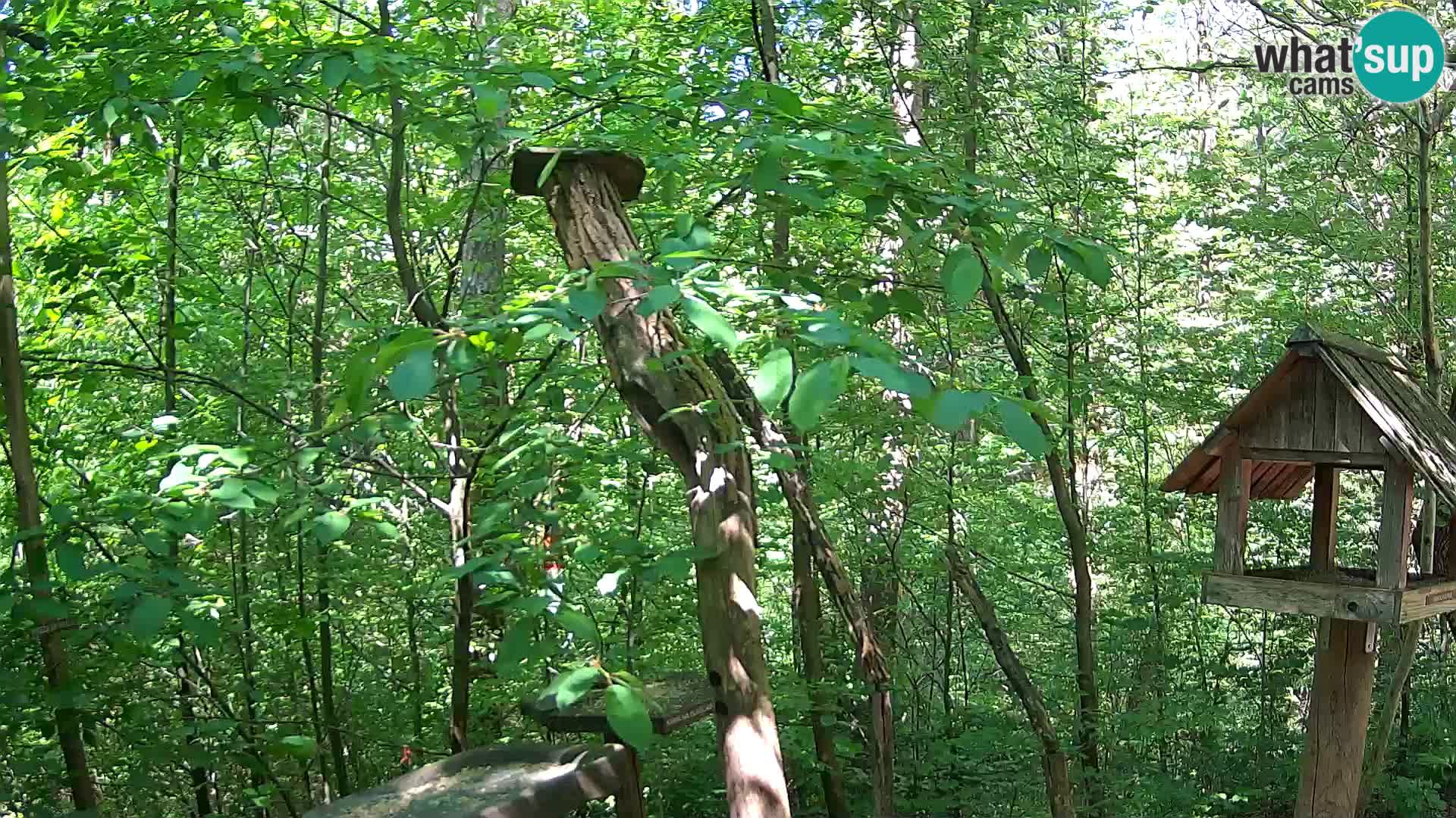 Bird feeders at ZOO Ljubljana webcam