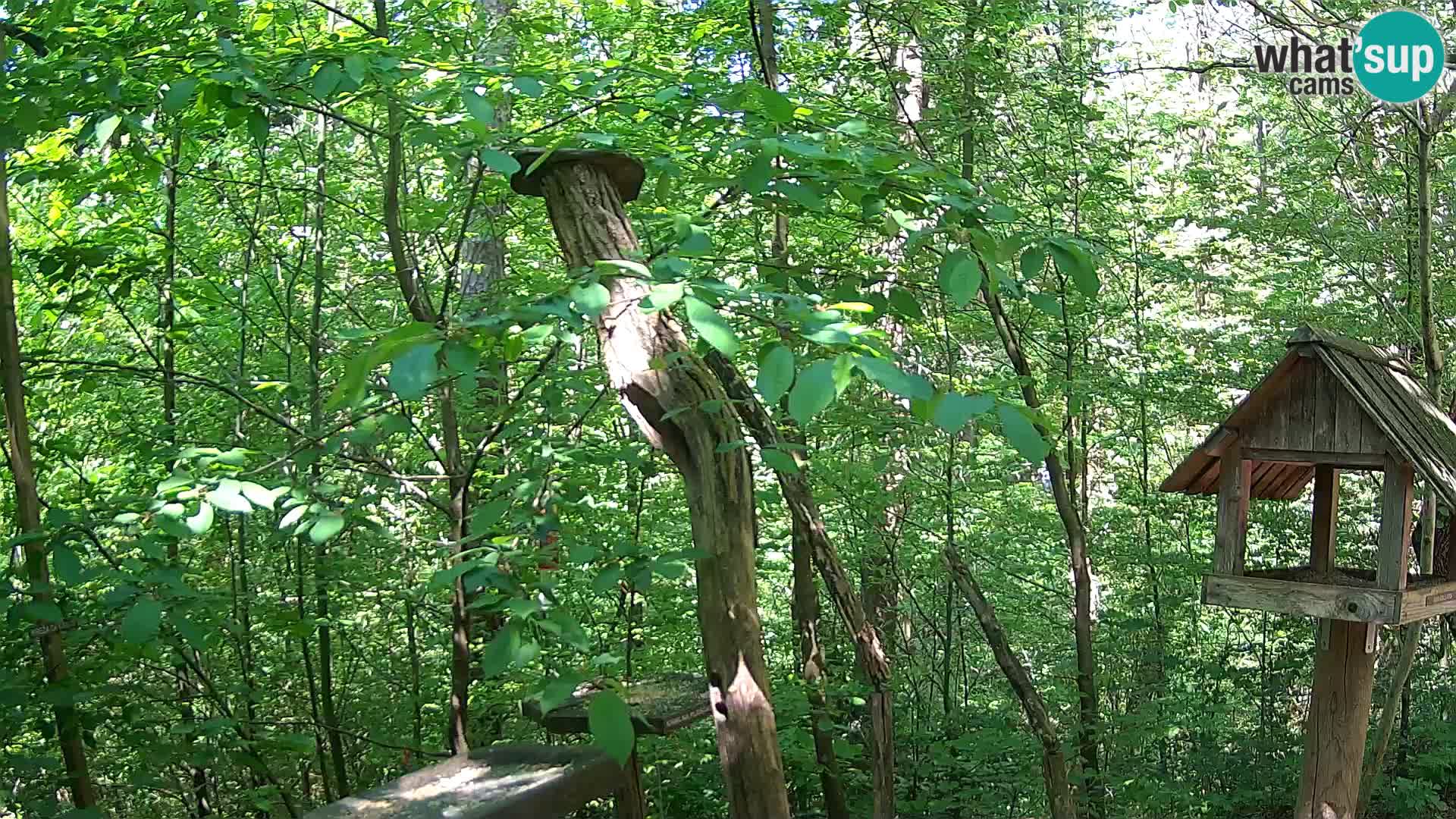 Vogelfutterhäuschen im ZOO webcam Ljubljana