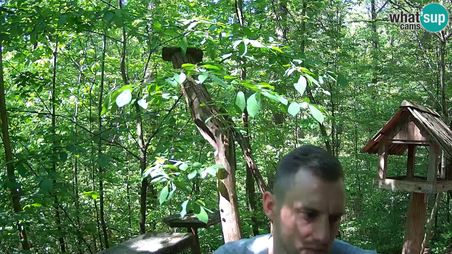 Comederos para pájaros en ZOO Ljubljana camera en vivo