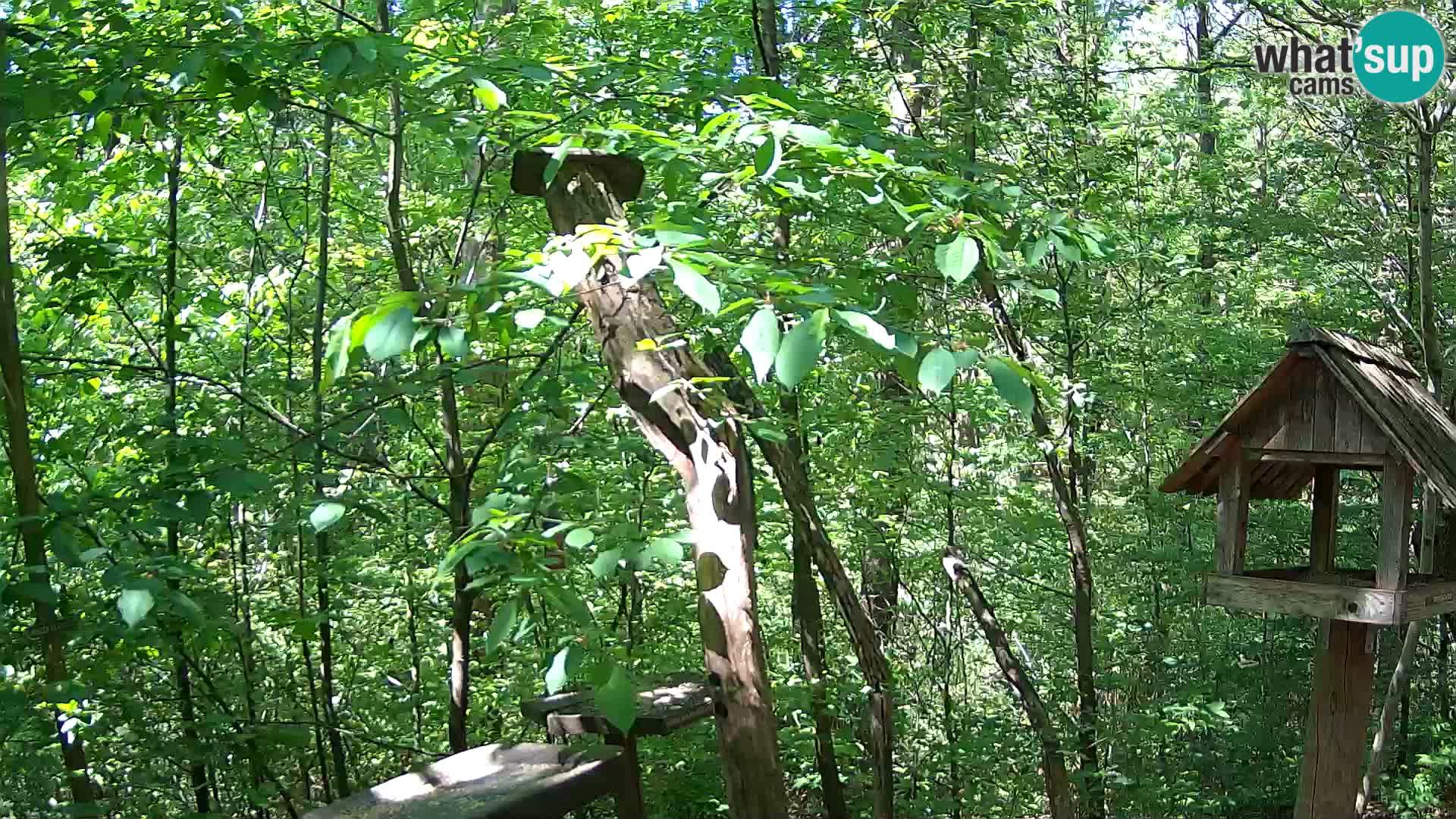 Mangeoires pour oiseaux au ZOO live webcam Ljubljana