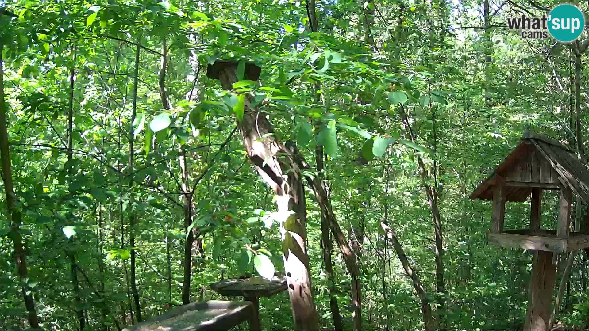 Bird feeders at ZOO Ljubljana webcam