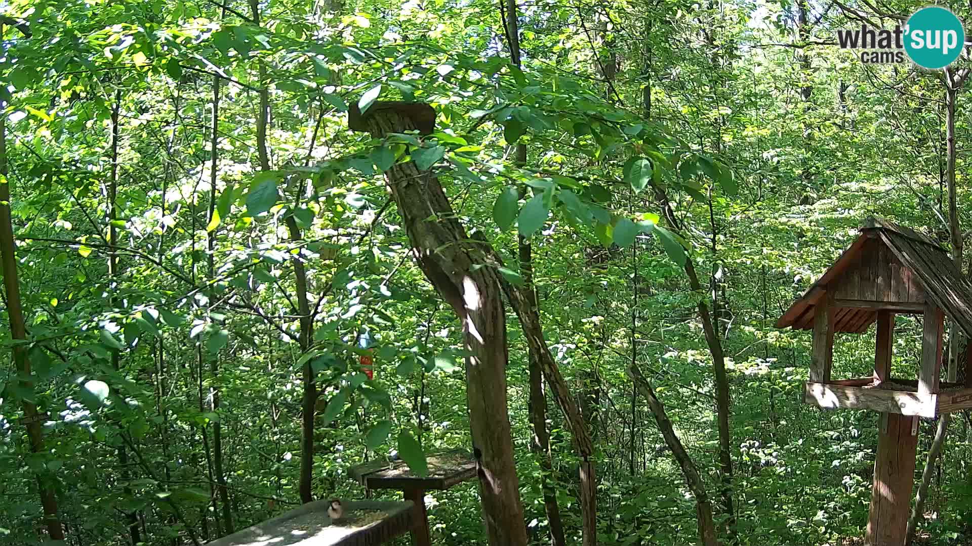 Vogelfutterhäuschen im ZOO webcam Ljubljana