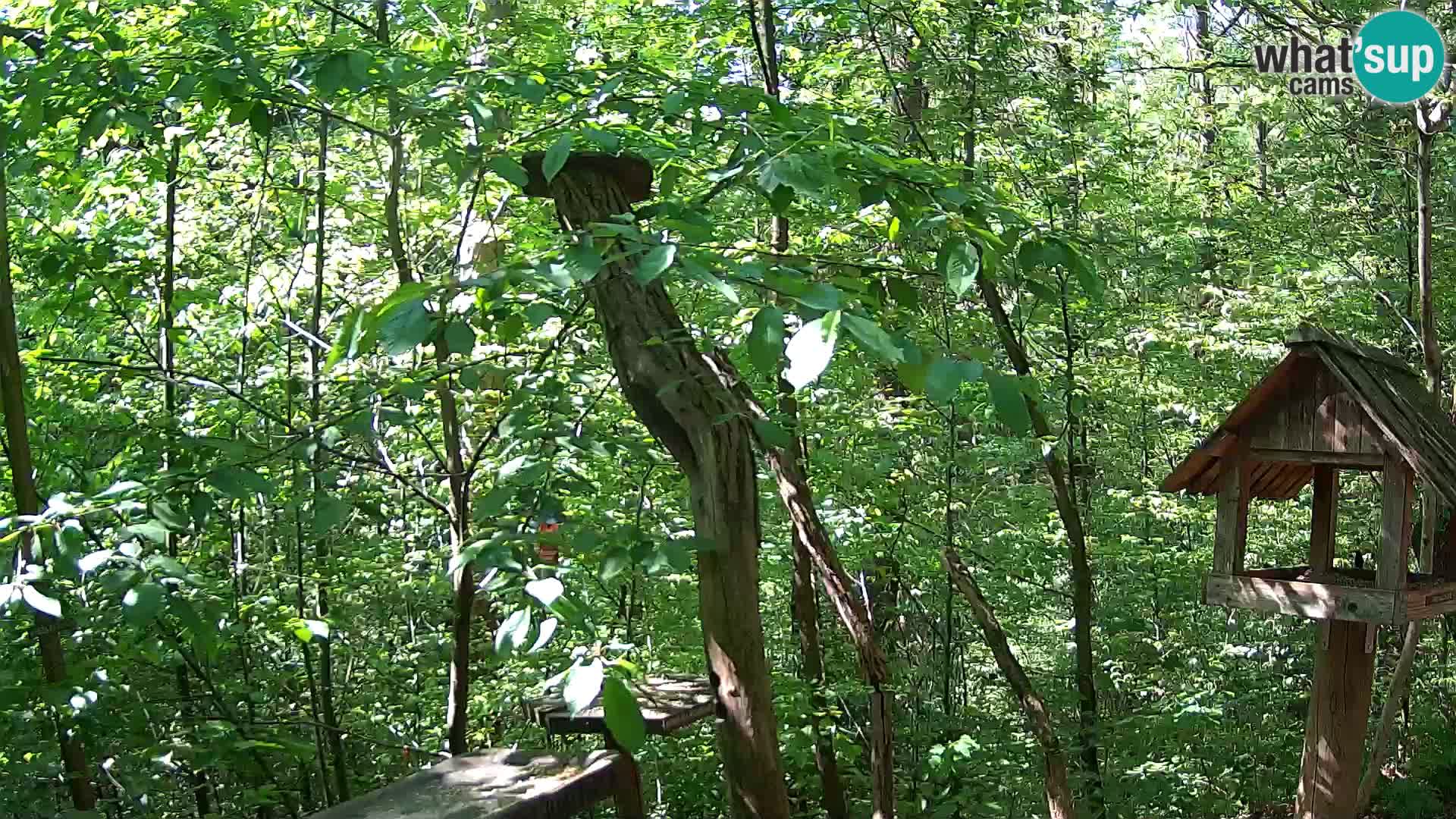 Mangeoires pour oiseaux au ZOO live webcam Ljubljana