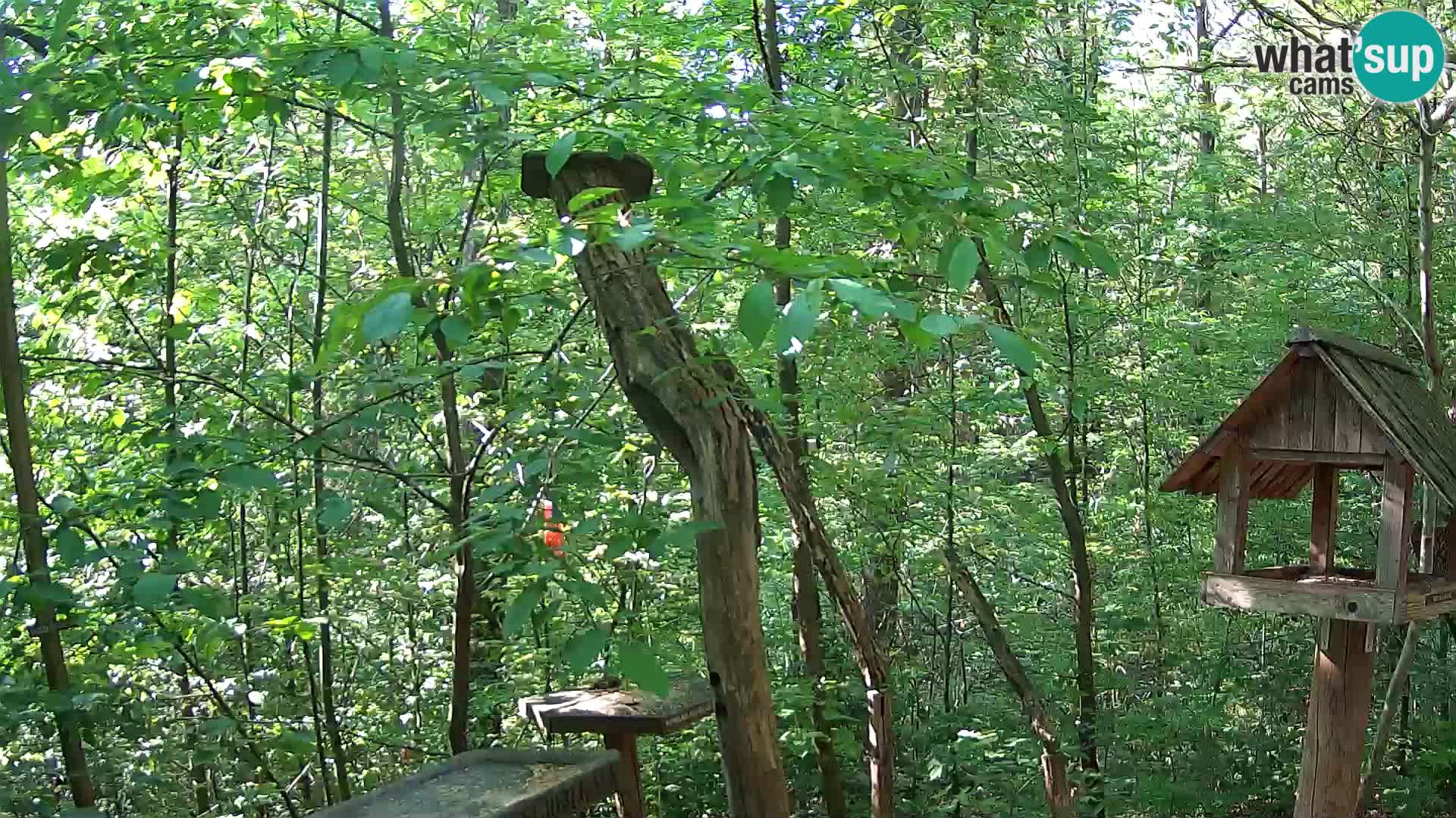 Mangeoires pour oiseaux au ZOO live webcam Ljubljana