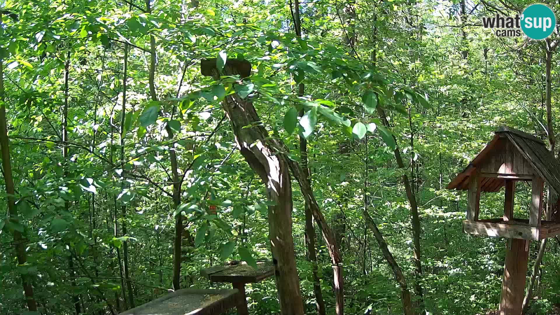 Bird feeders at ZOO Ljubljana webcam