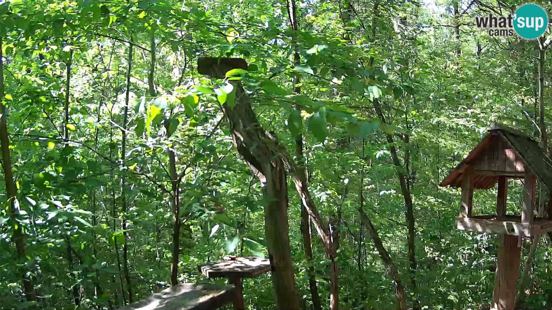 Hranilice za ptice u ZOO web kamera Ljubljana