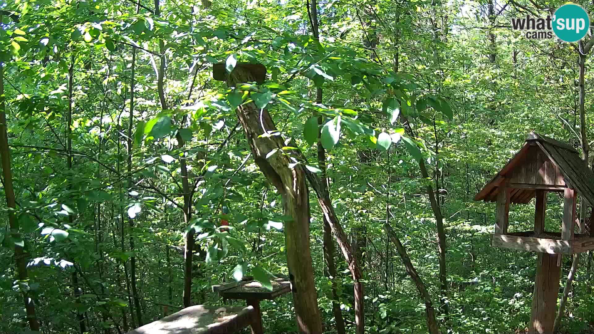 Comederos para pájaros en ZOO Ljubljana camera en vivo