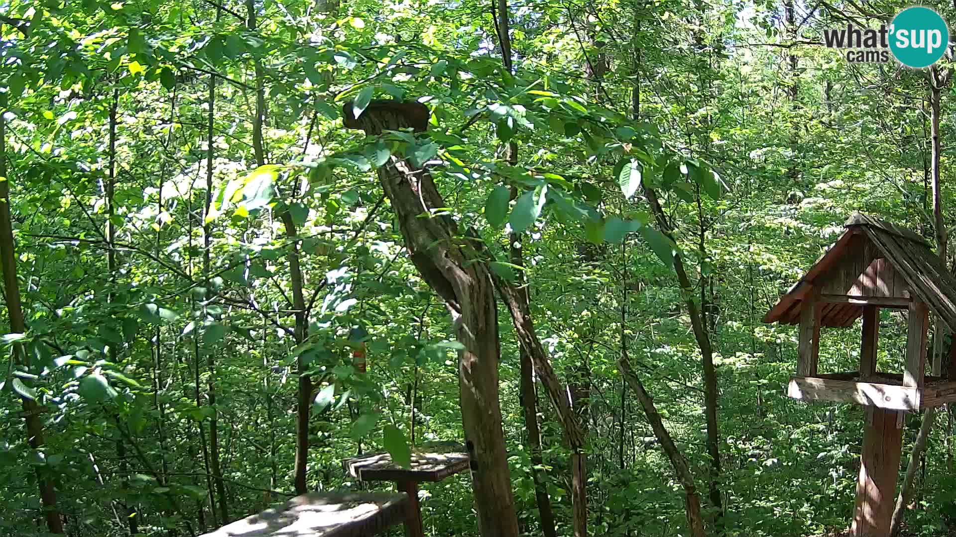 Mangeoires pour oiseaux au ZOO live webcam Ljubljana
