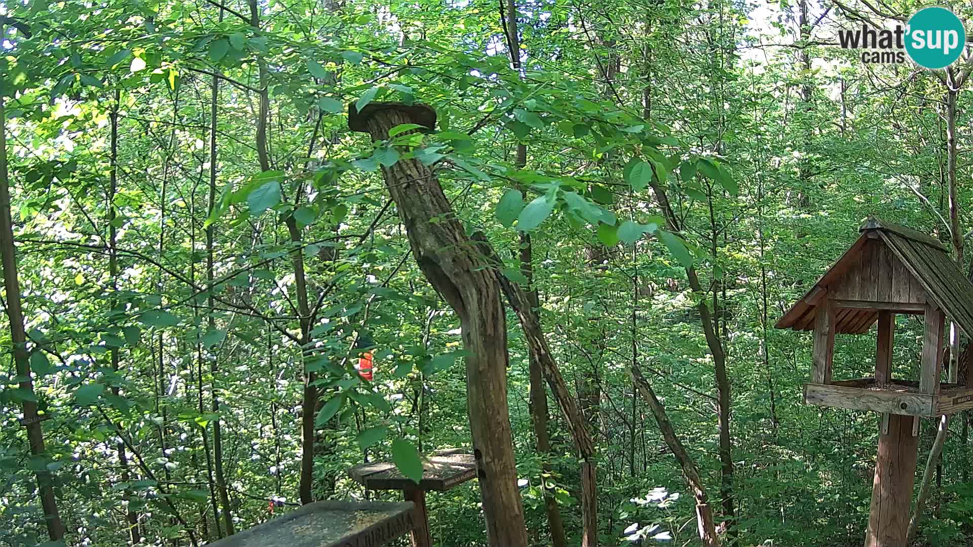 Mangeoires pour oiseaux au ZOO live webcam Ljubljana