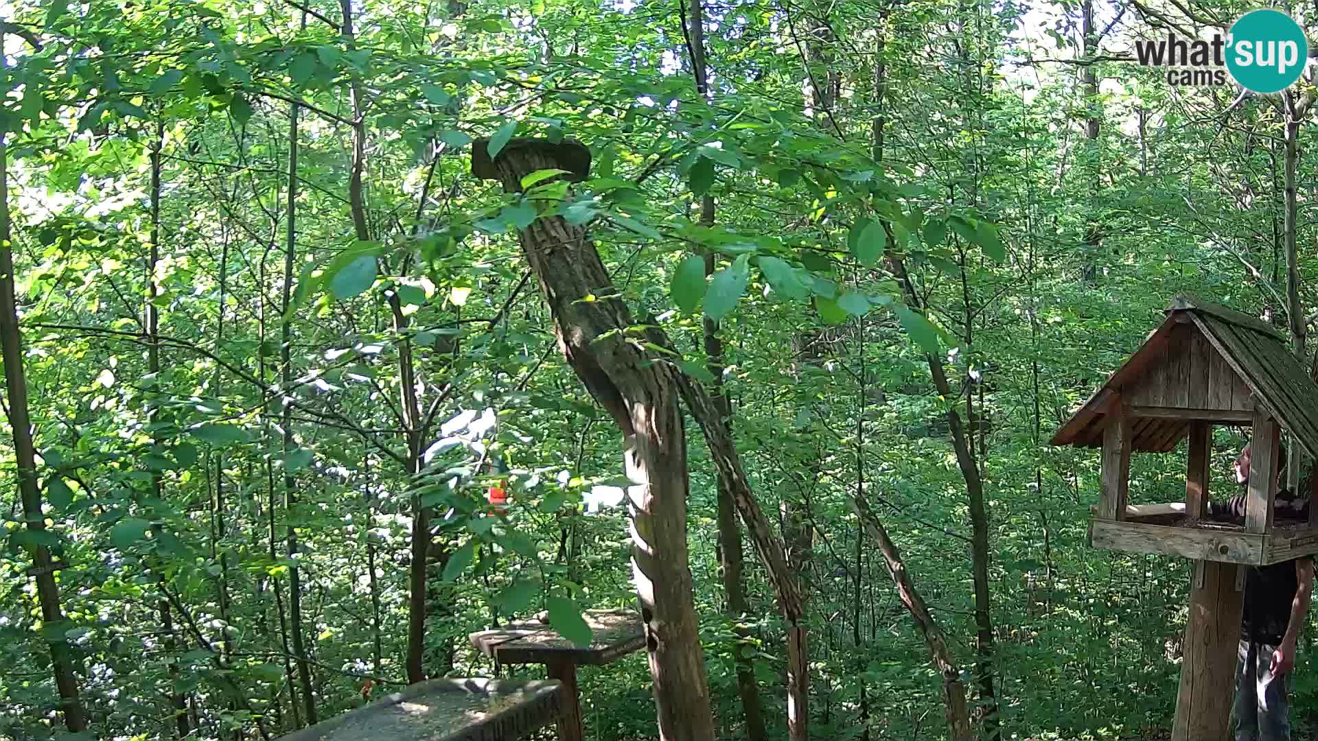 Bird feeders at ZOO Ljubljana webcam