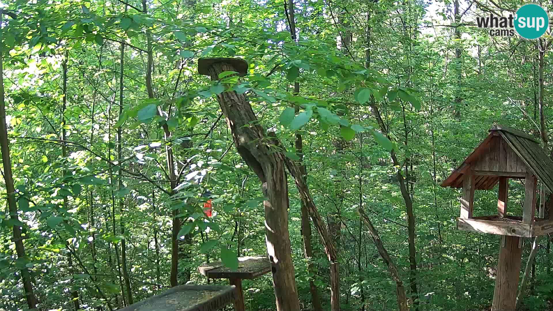 Bird feeders at ZOO Ljubljana webcam