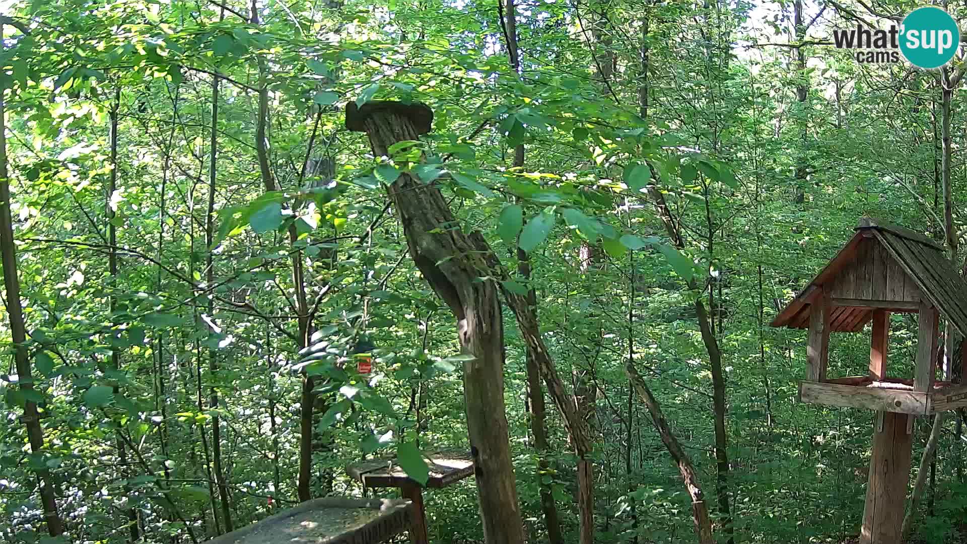 Krmilnice za ptiče v ZOO Ljubljana spletna kamera
