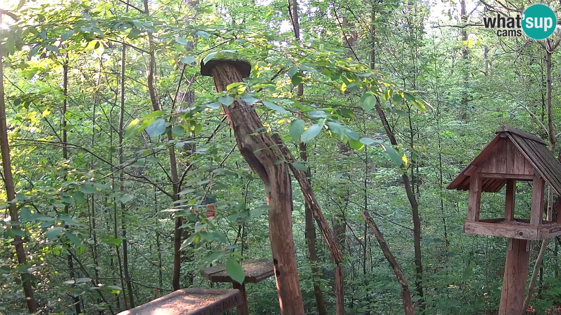 Vogelfutterhäuschen im ZOO webcam Ljubljana