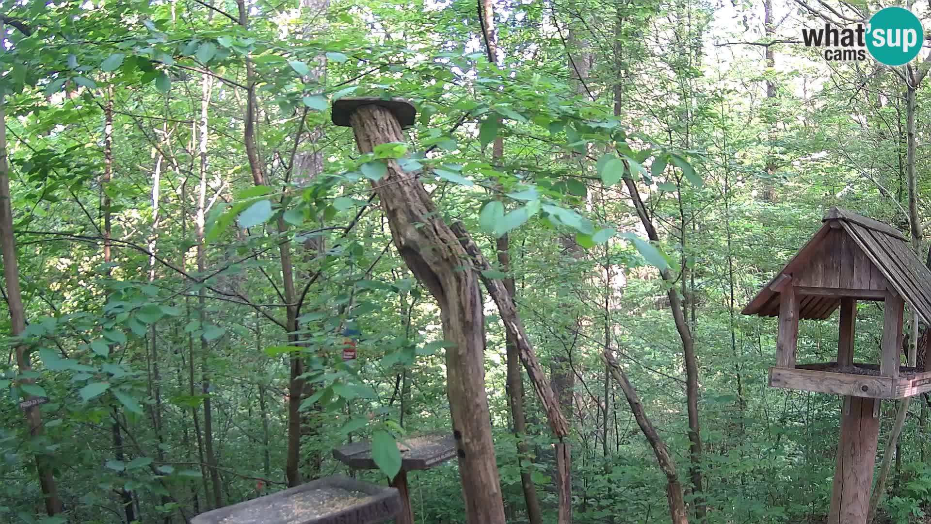 Mangeoires pour oiseaux au ZOO live webcam Ljubljana