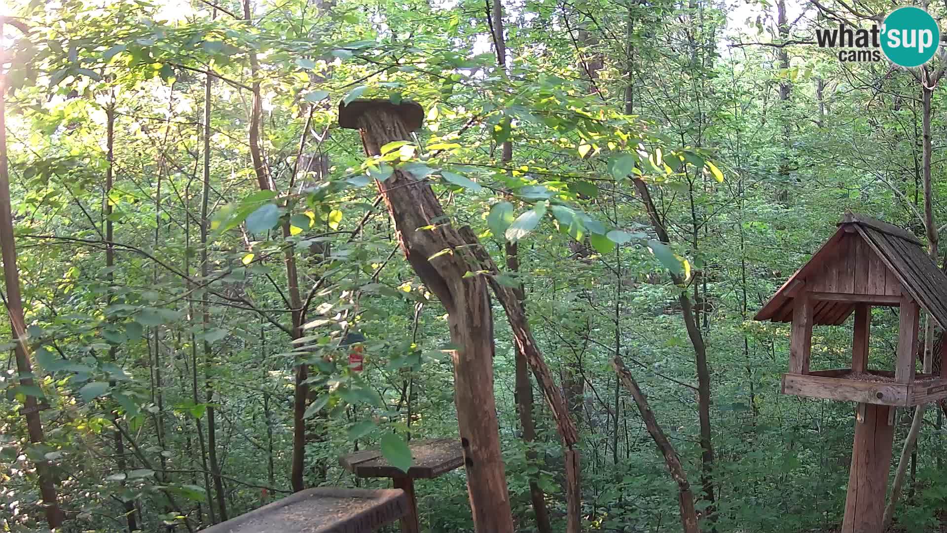 Bird feeders at ZOO Ljubljana webcam