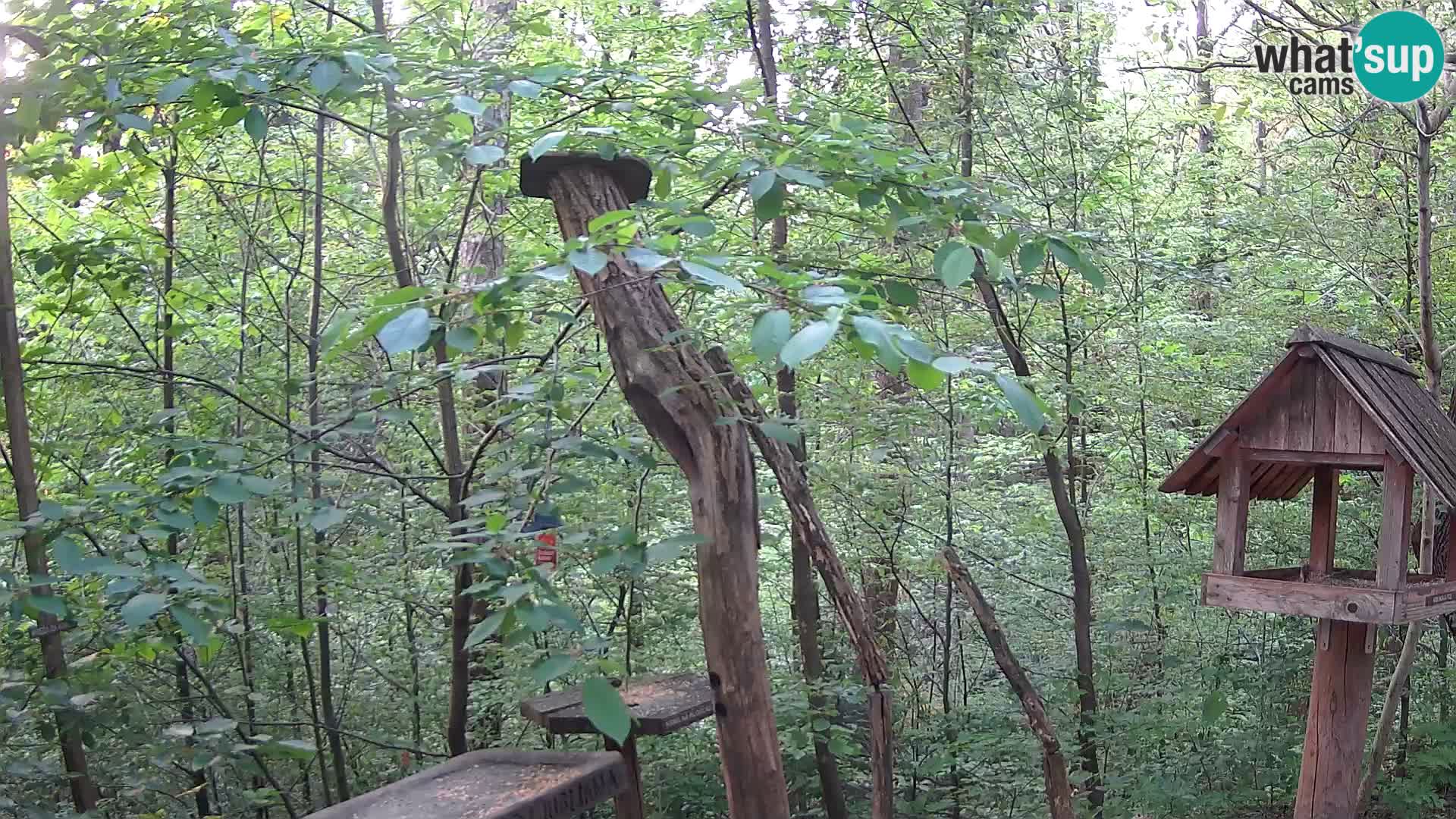 Mangiatoie per uccelli allo ZOO di Lubiana livecam