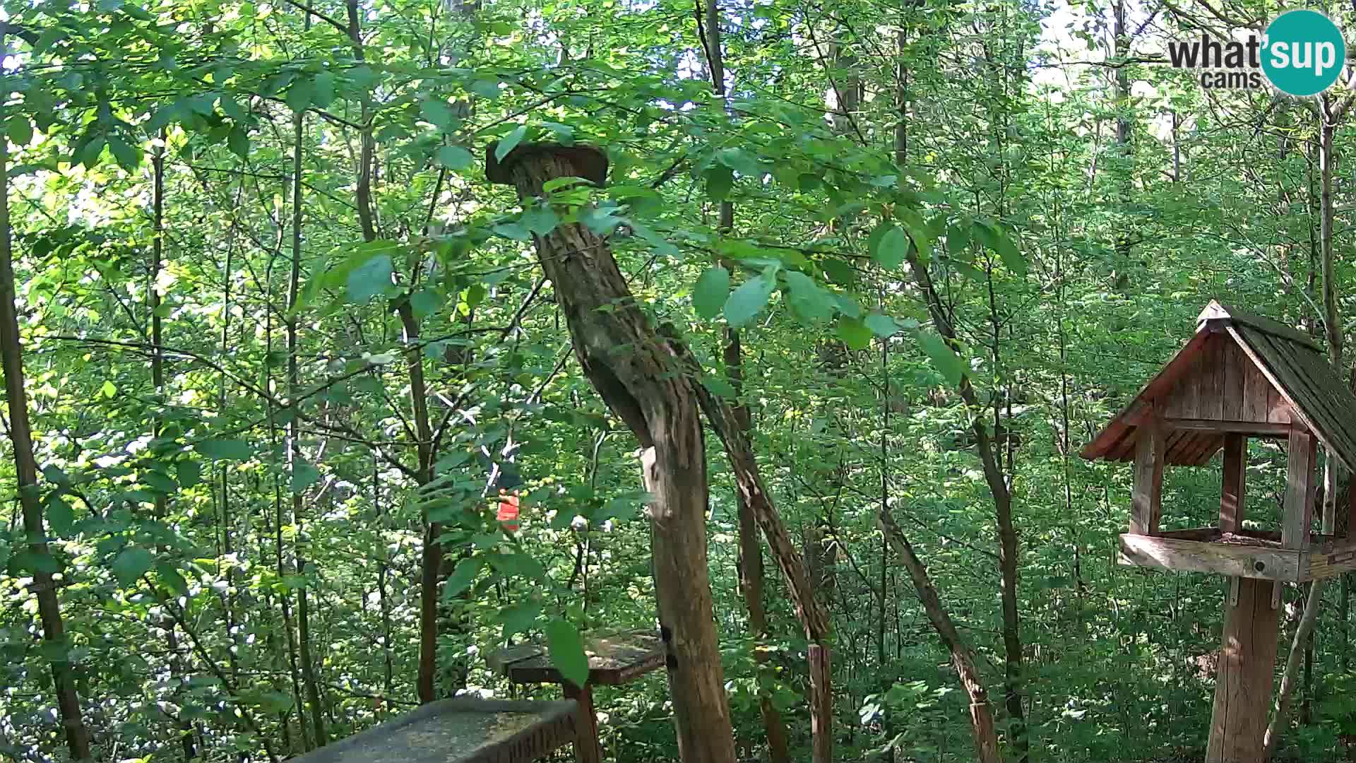 Vogelfutterhäuschen im ZOO webcam Ljubljana
