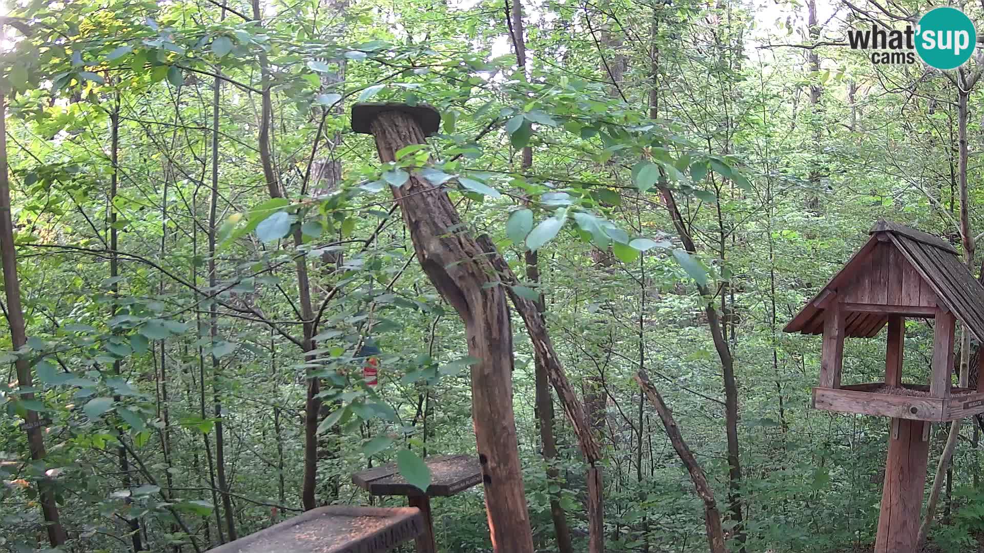 Mangeoires pour oiseaux au ZOO live webcam Ljubljana
