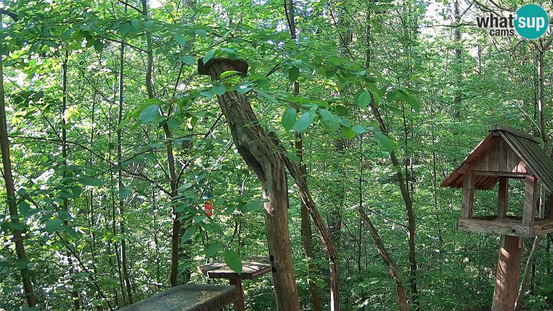 Mangeoires pour oiseaux au ZOO live webcam Ljubljana