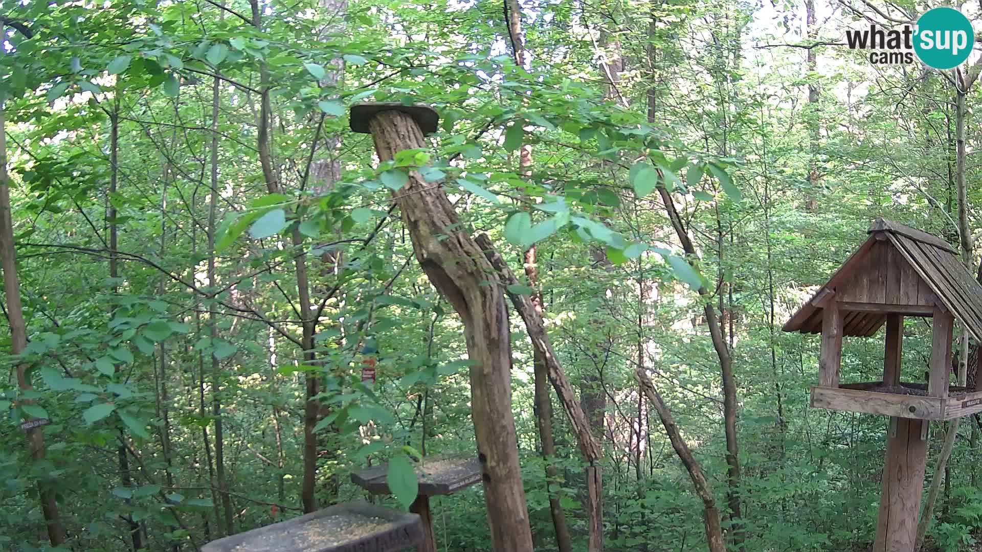 Mangeoires pour oiseaux au ZOO live webcam Ljubljana