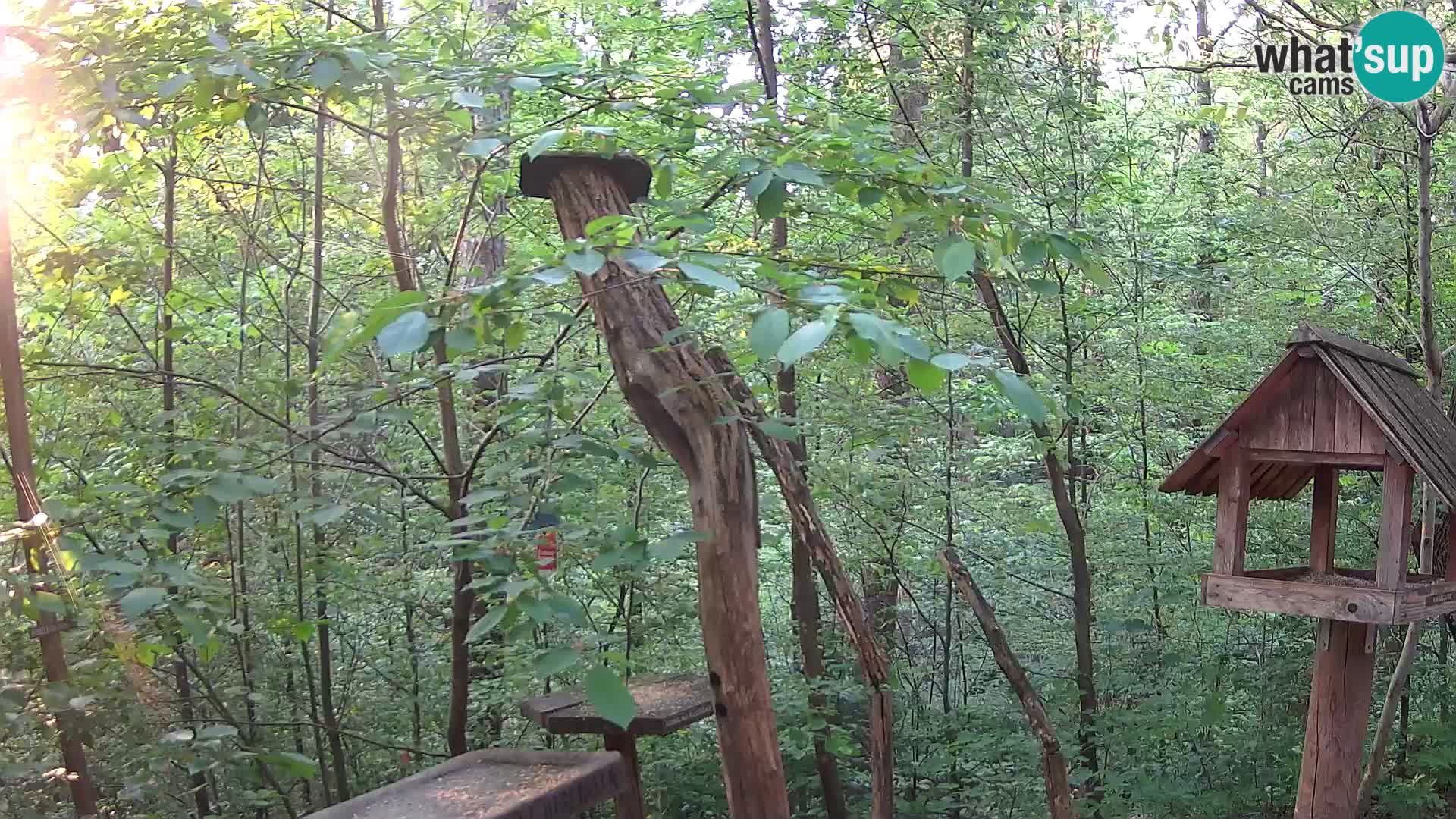 Mangiatoie per uccelli allo ZOO di Lubiana livecam