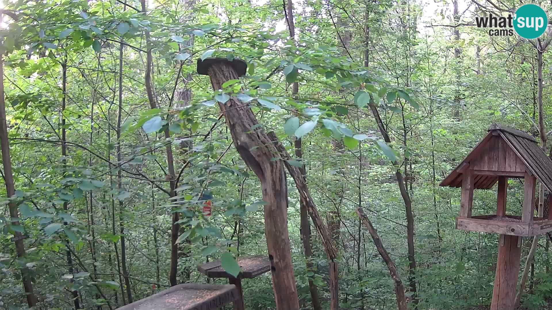 Vogelfutterhäuschen im ZOO webcam Ljubljana