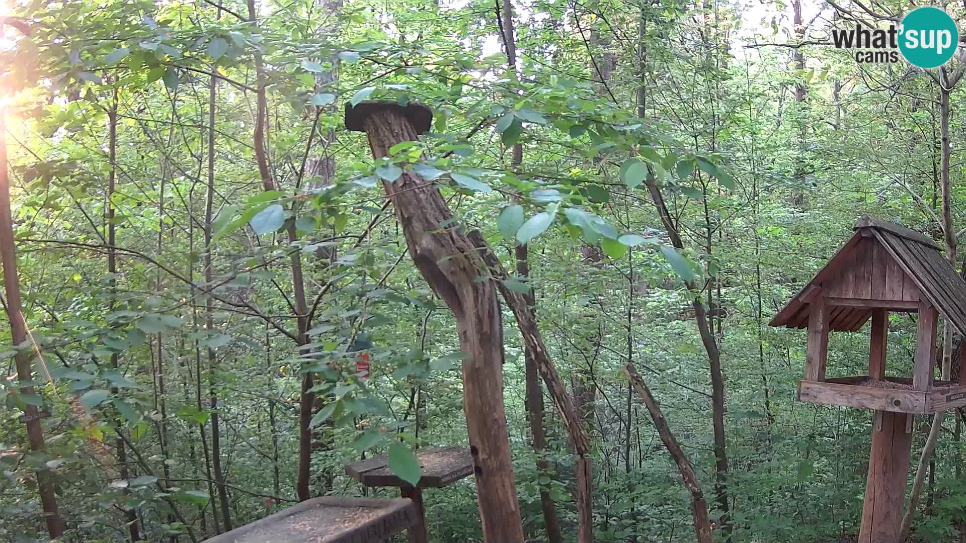 Hranilice za ptice u ZOO web kamera Ljubljana