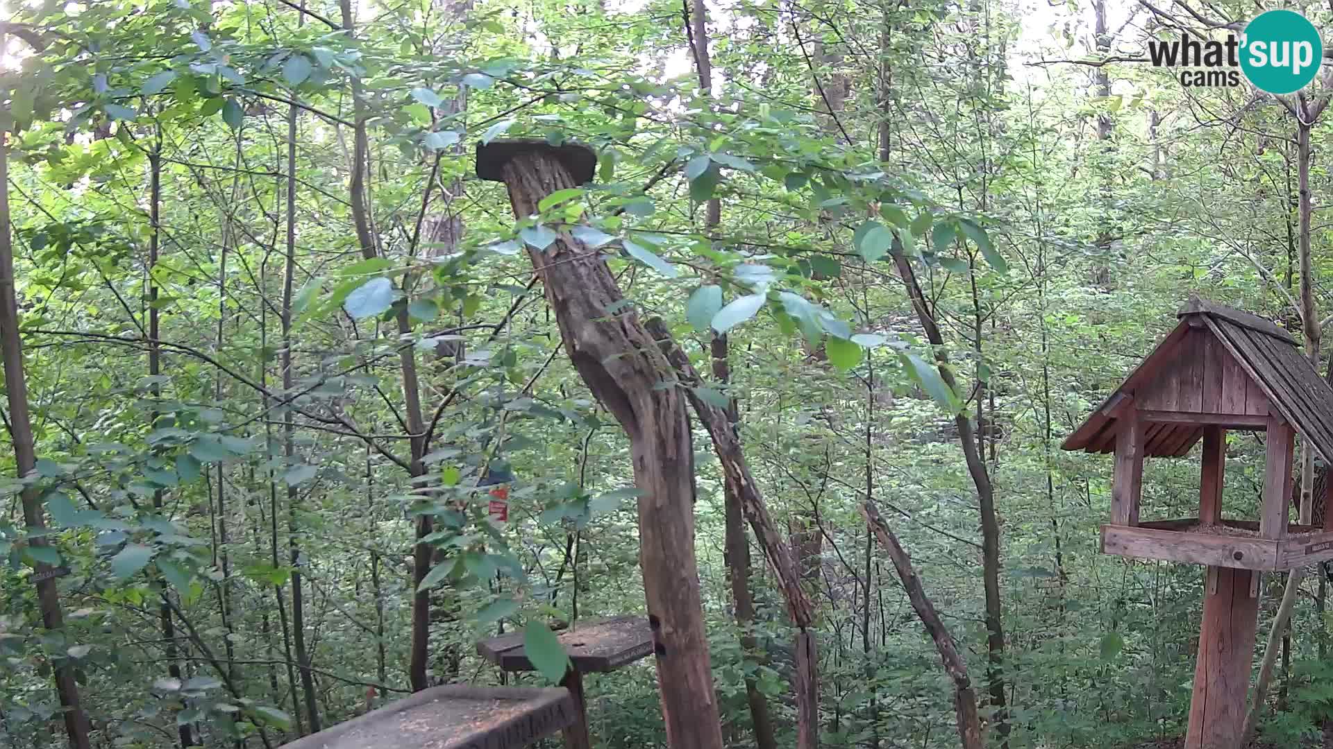 Mangiatoie per uccelli allo ZOO di Lubiana livecam