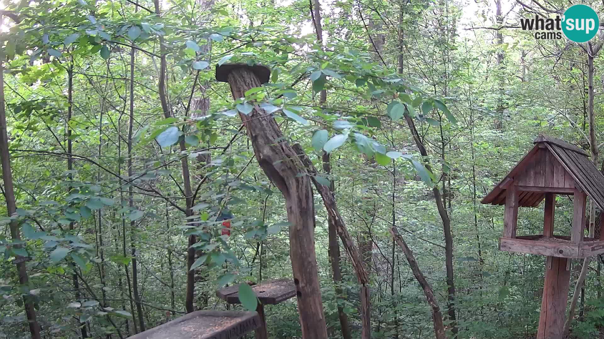 Mangeoires pour oiseaux au ZOO live webcam Ljubljana
