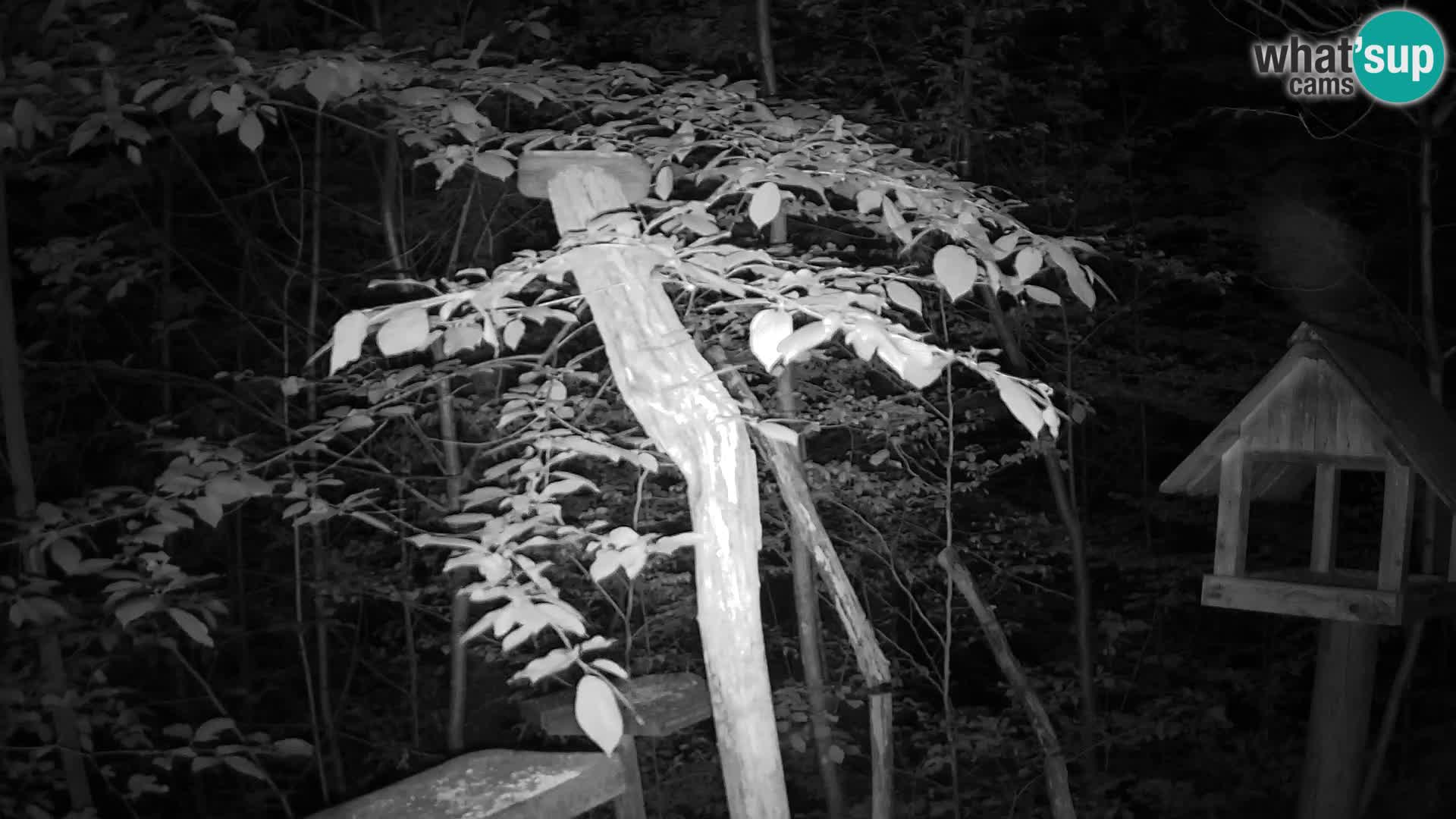 Bird feeders at ZOO Ljubljana webcam