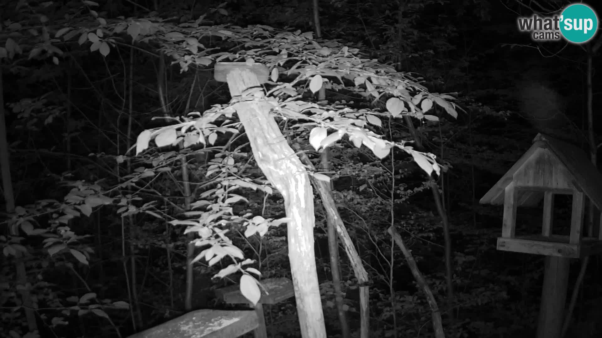 Mangiatoie per uccelli allo ZOO di Lubiana livecam