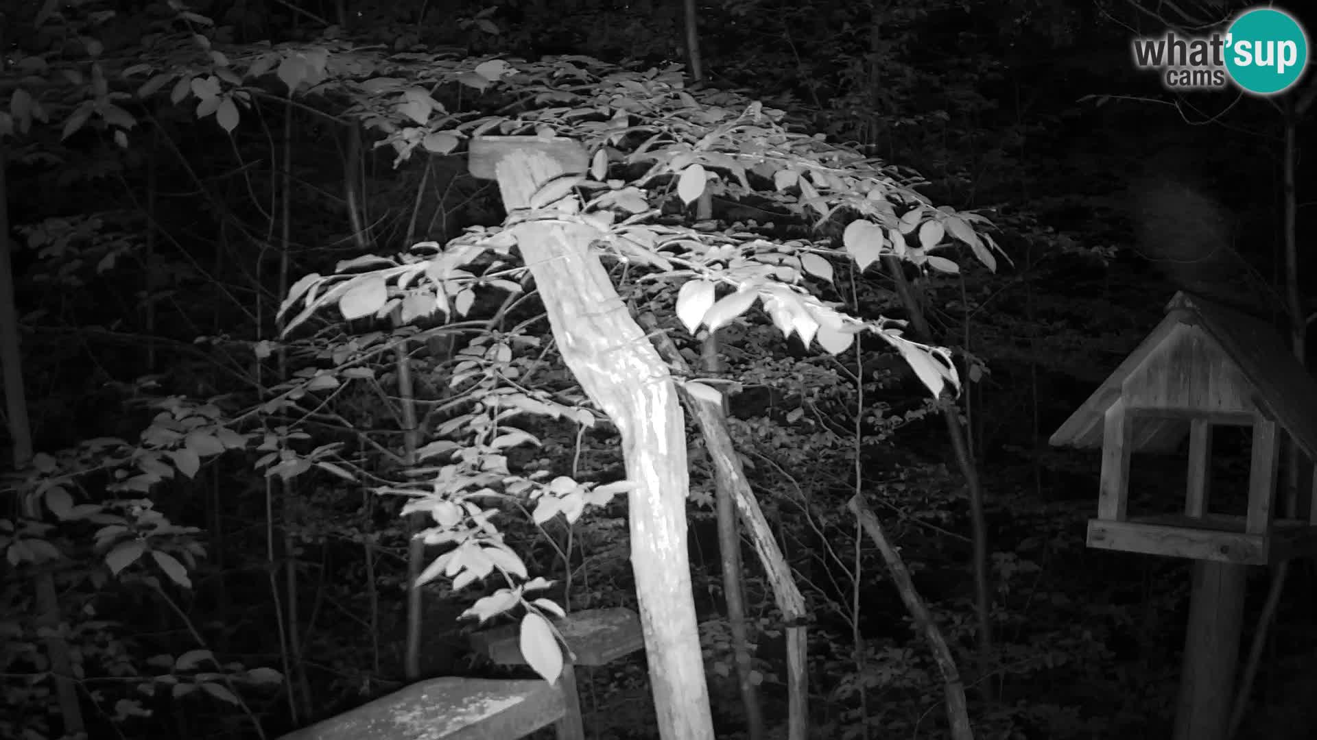 Mangeoires pour oiseaux au ZOO live webcam Ljubljana