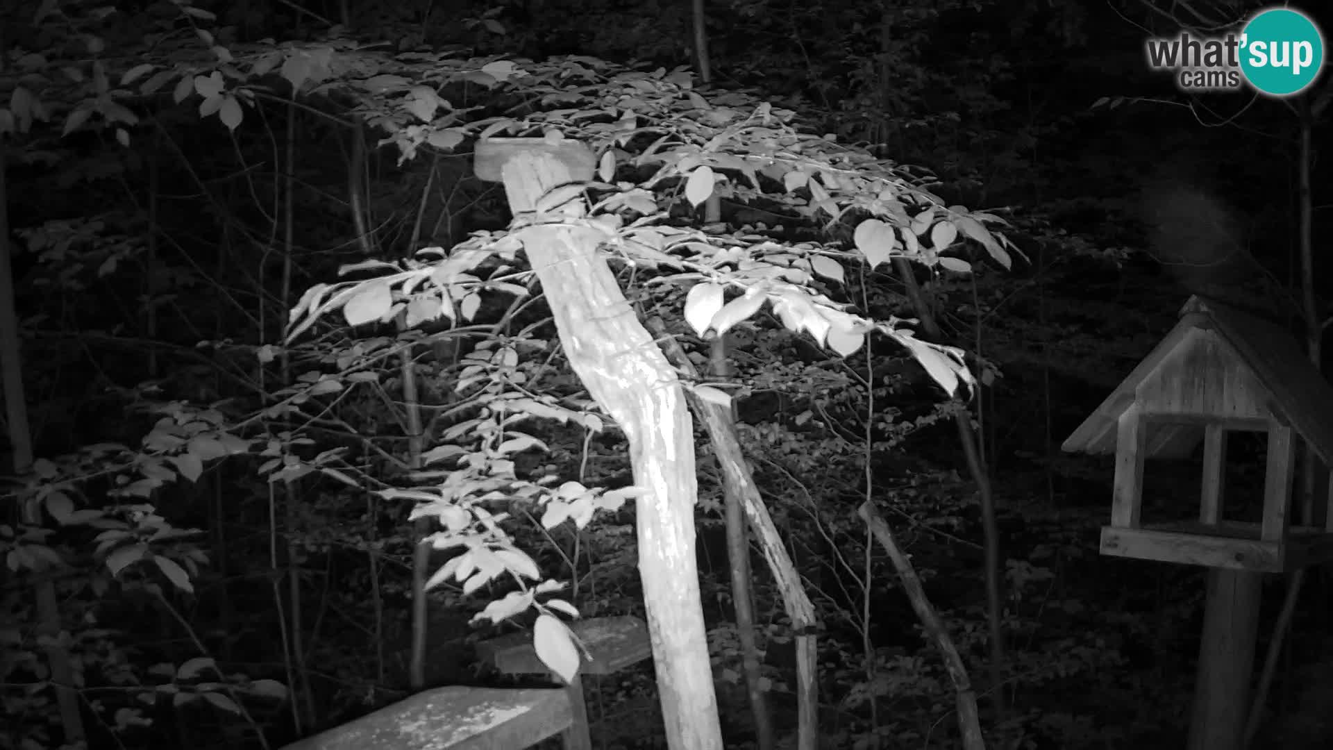 Mangeoires pour oiseaux au ZOO live webcam Ljubljana