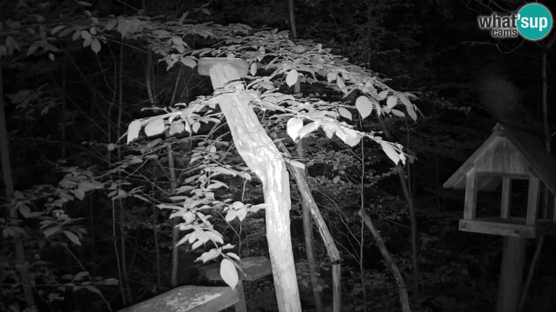 Mangiatoie per uccelli allo ZOO di Lubiana livecam