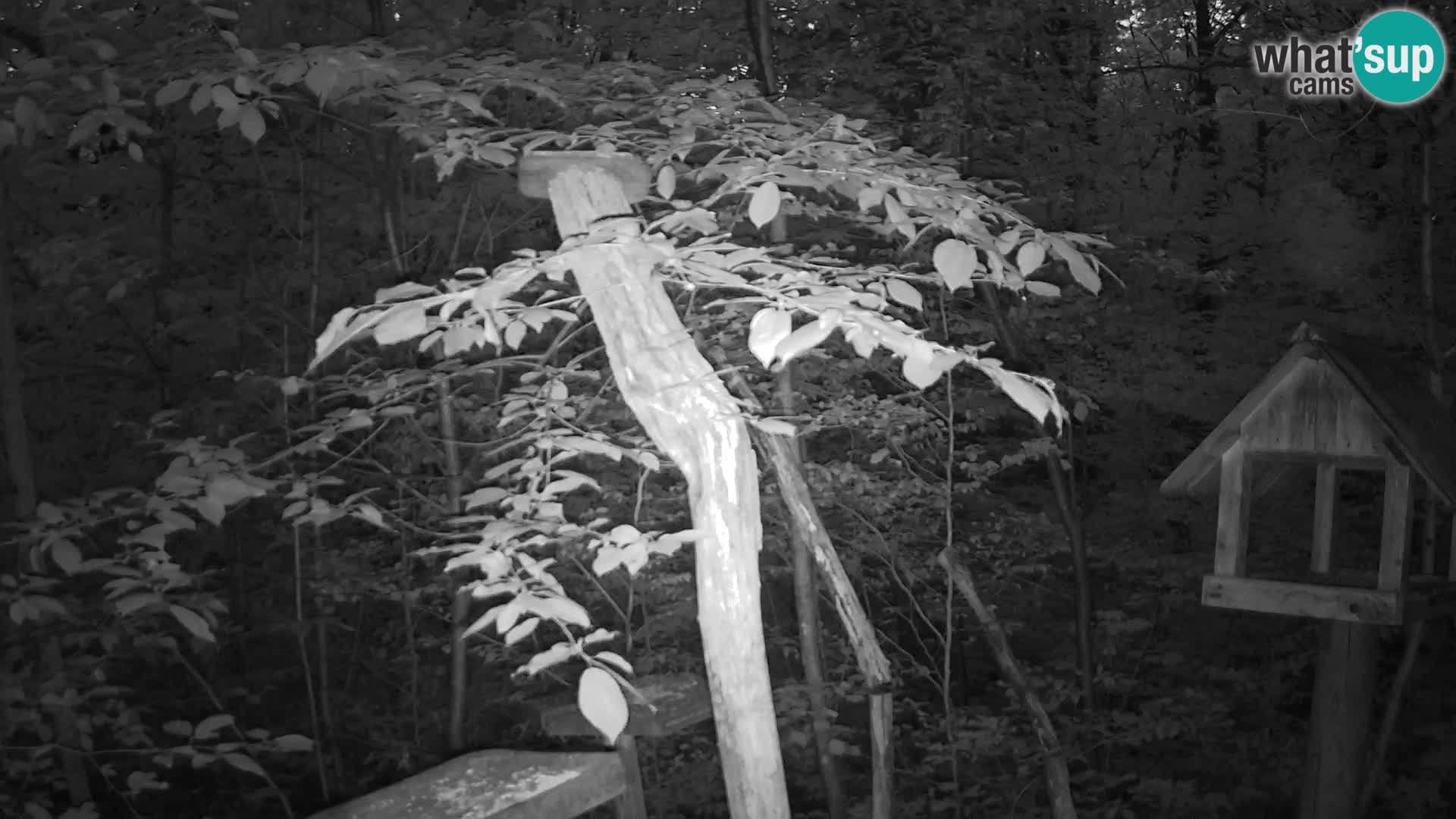 Mangeoires pour oiseaux au ZOO live webcam Ljubljana