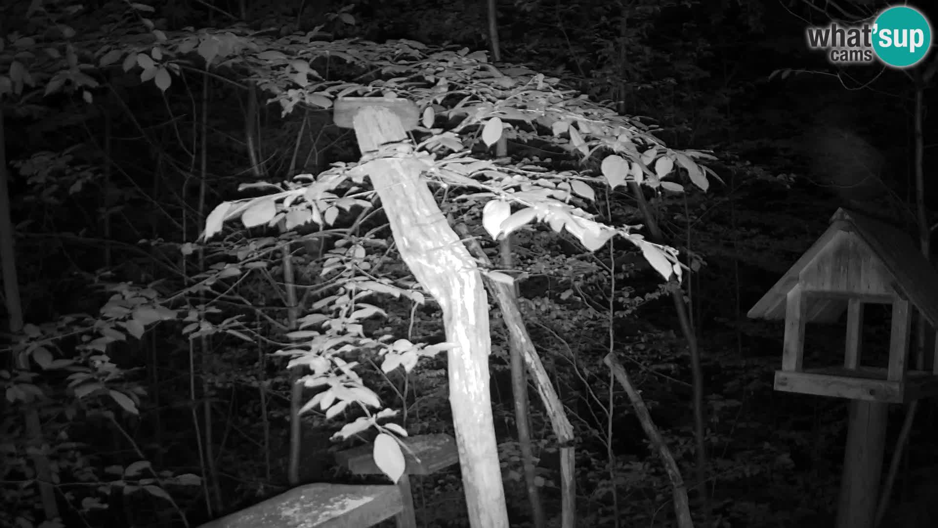 Mangeoires pour oiseaux au ZOO live webcam Ljubljana