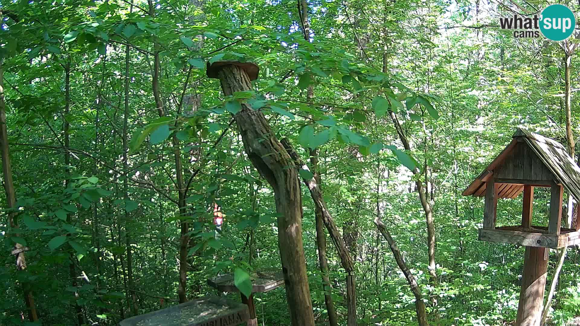 Hranilice za ptice u ZOO web kamera Ljubljana