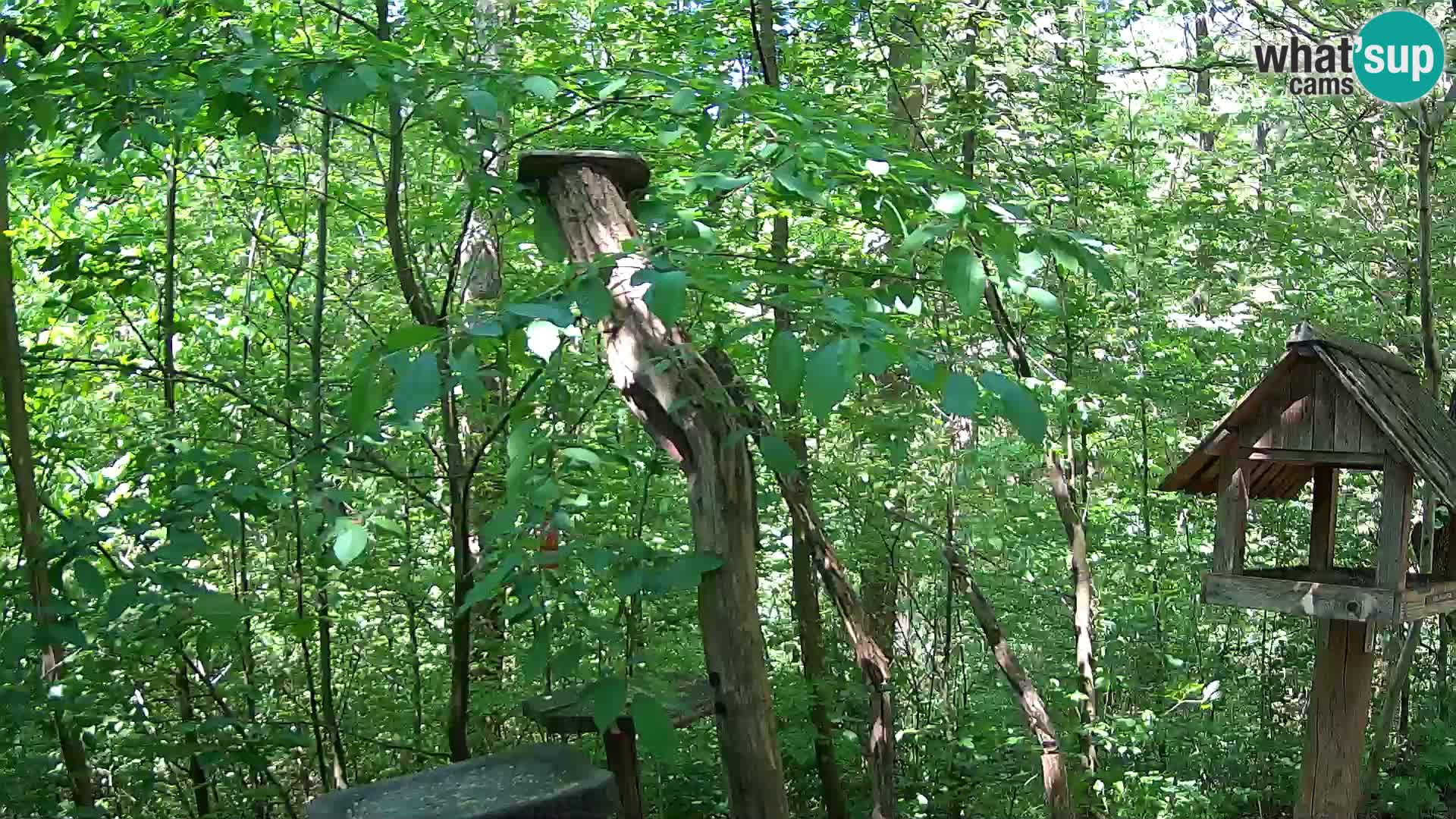 Vogelfutterhäuschen im ZOO webcam Ljubljana