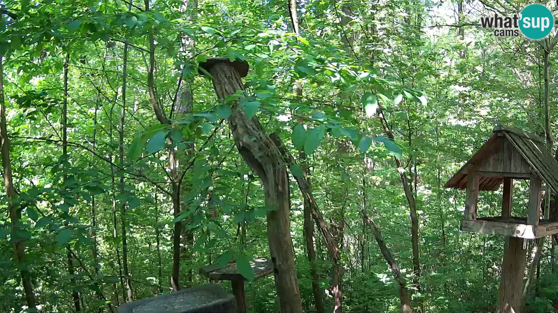 Vogelfutterhäuschen im ZOO webcam Ljubljana
